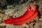 Sea slug in the Red Sea