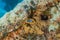 Sea slug in the Red Sea, Eilat Israel