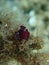 Sea slug redbrown nudibranch or redbrown leathery doris (Platydoris argo) close-up undersea, Aegean Sea
