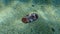 Sea slug redbrown nudibranch or redbrown leathery doris (Platydoris argo) undersea, Aegean Sea