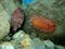 Sea slug redbrown nudibranch or redbrown leathery doris Platydoris argo undersea, Aegean Sea, Greece.