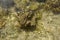 Sea slug underwater, Mottled sea hare, Doriprismatica cyanomarginata, Marine gastropod mollusk, Red sea, Egypt. Dorid nudibranch.