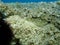 Sea snail banded dye-murex (Hexaplex trunculus) eggs undersea, Aegean Sea