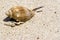 Sea snail on beach