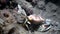 Sea snail Conus ferrugineus hunting and mining into the sand in the night