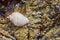 Sea snail on rocks with traces of molluscs