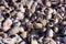 Sea Snail Shells Texture, Close