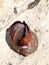 Sea snail (Tonna galea) on rock