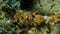 Sea snails or mud snails (Cerithidea sp.) close-up undersea, Aegean Sea