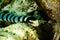Sea snake diver scuba diving bunaken indonesia ocean laticauda colubrina