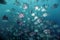 Sea of Spadefish