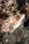 Sea Sponge attached to the rock and coral reef in the ocean