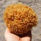 Sea sponge in the hand, natural sea sponge