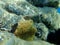 Sea sponge stinker sponge Ircinia variabilis undersea, Aegean Sea, Greece.