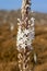 Sea squill flower, sea onion flowers