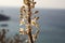 Sea squill flower, sea onion flowers