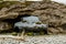 Sea stacks and caves at low tide. Arches Provincial Park Newfoundland Canada