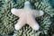 Sea star