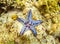 Sea star on bottom. Underwater photo. Tropical seashore. Coral reef and blue starfish.