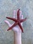 Sea star in the hands of a man. Sea animal, red inhabitant of the sea. There is a starfish in the palm of your hand