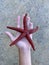 Sea star in the hands of a man. Sea animal, red inhabitant of the sea. There is a starfish in the palm of your hand