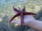 Sea star in the hands of a man. Sea animal, red inhabitant of the sea. There is a starfish in the palm of your hand