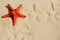 Sea star on the sand