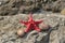 Sea star and shells