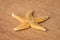 Sea star starfish species from the northern sea in europe five arms front on wooden underground