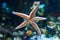 Sea star underwater