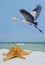 Sea Star on a White Sand Beach as a Great Blue Heron Flys By