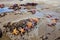 Sea stars pisaster ochraceus clustered at low tide on a Washington state beach