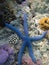 Sea Stars or Starfish living under the ocean