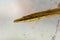 Sea stickleback, Spinachia spinachia