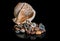 Sea stones, shell in reflection in studio. On the black isolated background