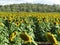 A Sea of Sunflowers at a Sunflower Farm