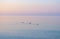 Sea sunrise on the Black sea. Three ducks swim serenely along the shore. Calm on Dzharylgach island, Kherson region, Ukraine