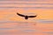 Sea sunset. Beautiful Steller`s sea eagle, Haliaeetus pelagicus, with morning sunrise, Hokkaido, Japan. Wildlife behaviour scene,