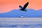 Sea sunset. Beautiful Steller\\\'s sea eagle, Haliaeetus pelagicus, with morning sunrise, Hokkaido, Japan. Wildlife behaviour scene,