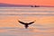 Sea sunset. Beautiful Steller`s sea eagle, Haliaeetus pelagicus, with morning sunrise, Hokkaido, Japan. Wildlife behaviour scene,