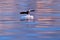 Sea sunset. Beautiful Steller`s sea eagle, Haliaeetus pelagicus, with morning sunrise, Hokkaido, Japan. Wildlife behaviour scene,