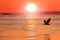 Sea sunset with eagle bird. Beautiful Steller\\\'s sea eagle, Haliaeetus pelagicus, with morning sunrise, Hokkaido, Japan. Wildlife