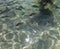 Sea surface aerial view of crystal clear rippled sea water reflect light and clownfish on beach shallow water for background,Krabi