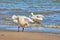 Sea swans on the coast of the Baltic Sea.