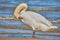 Sea swans on the coast of the Baltic Sea.