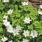 A sea of sweet wood anemones