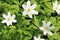 A sea of sweet wood anemones