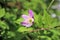 A sea of sweet wood anemones