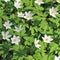 A sea of sweet wood anemones