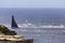 Sea Sydney Hobart Leader Head